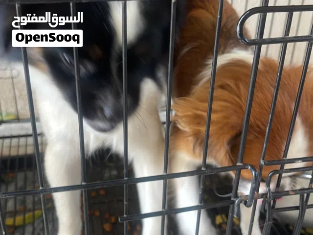 كلاب للبيع