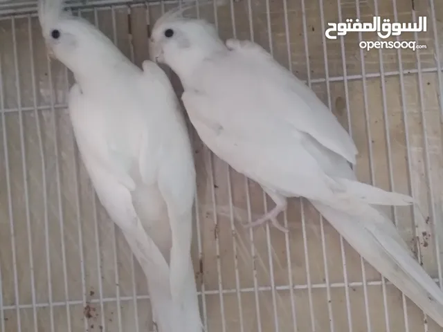 جوز كوكتيل البينو اهالي