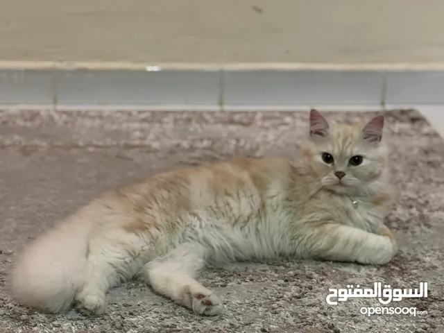 قطط هيمالايا شيرازي