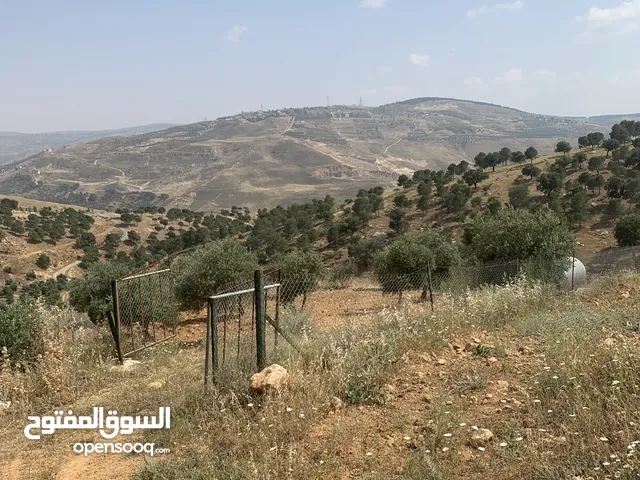Farm Land for Sale in Jerash Al-Kittah