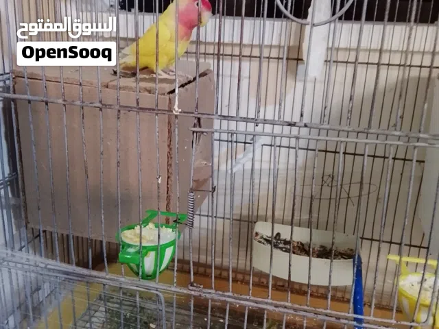 متاح جوزين روز شغلت عل امانه جوز مع فرخ جوز بجهز ي بطن جديد