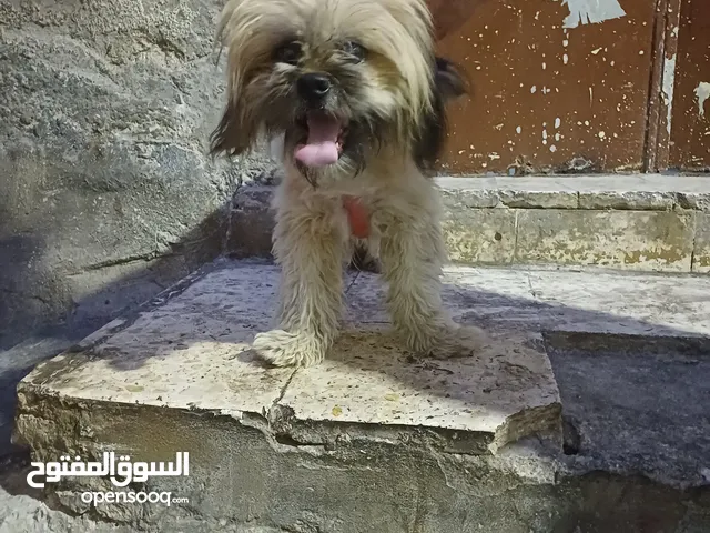 انثى كلب تشيزو للبيع