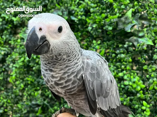 Rare African Grey Baby Parrot – 4 months old - Healthy, Very Active