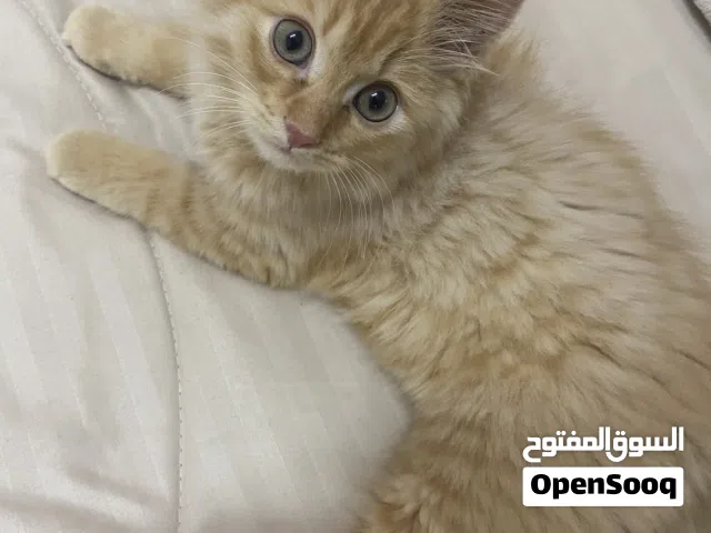 قطة شيرازي العمر 2 شهرين تقريباً