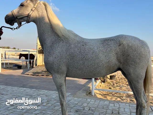 فرس هجين جواز قدرة