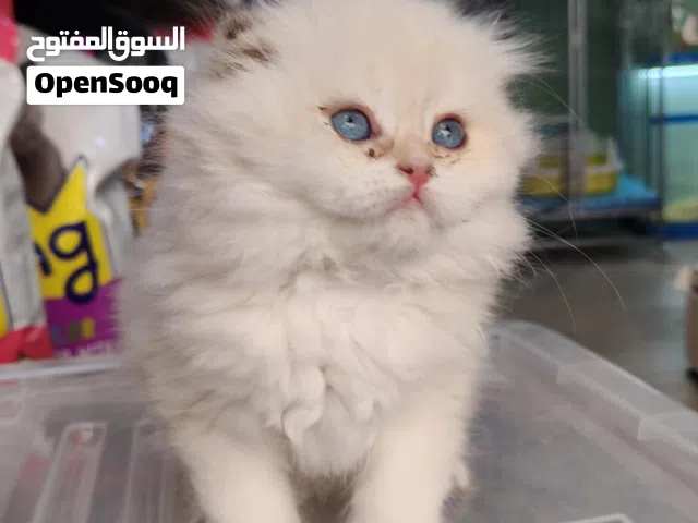 العرض البرونزي سكوتش فولد غولدن بوينت تر جببميز ny1133  الأهالي أصول مسجلة كيتين أنثى تابع الوصف