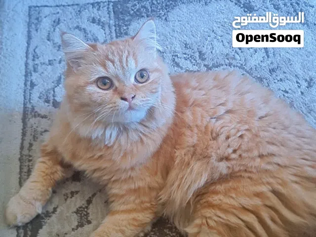 قطة نثية صغيرة للتبني لعوبة