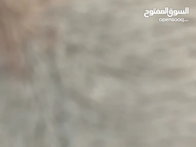 alaa