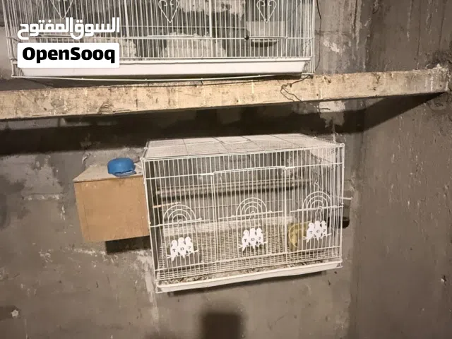 قفاص بيع مع محميه فك براغي شغل درجة أولى والقفاص كامل ملحقاته استعمال قليل بس جيب طيور وذبهن بيه