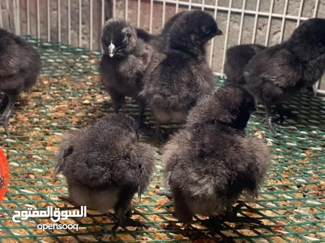 ايام سيماني