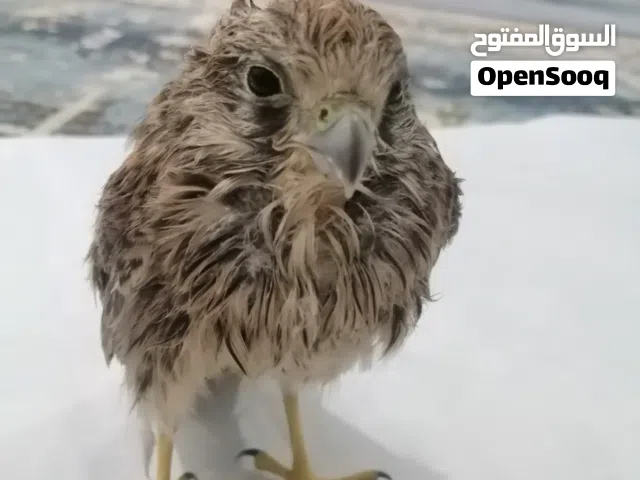 صقور بريه....