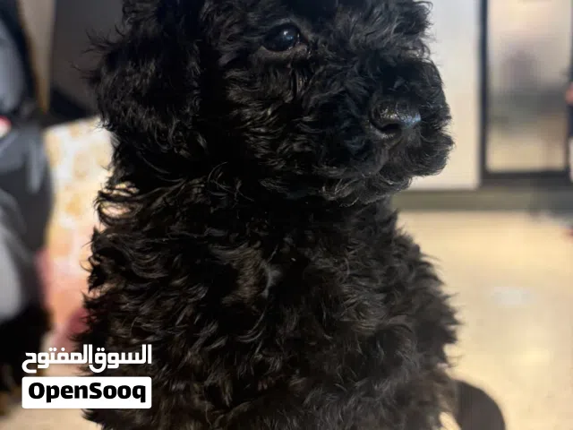 Poodle puppy available vaccinated