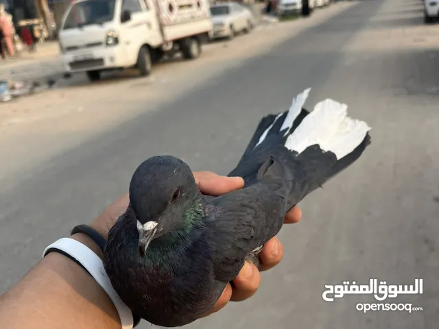 شباب طيور تور وتك لوت للبيع اقره الوصف