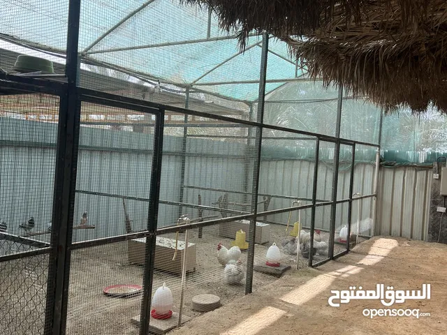لأول مره / ما عندك مكان نوفر لك مكان احجز مكان ( شبره ) لحلالك من الدجاج والحمام و 000000