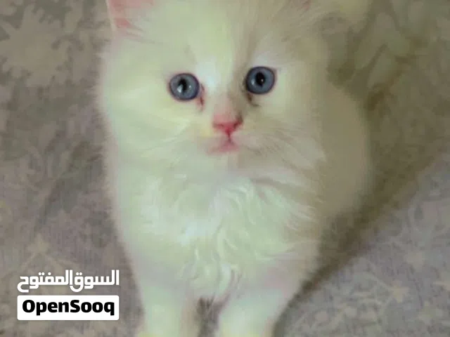 kitten for sell