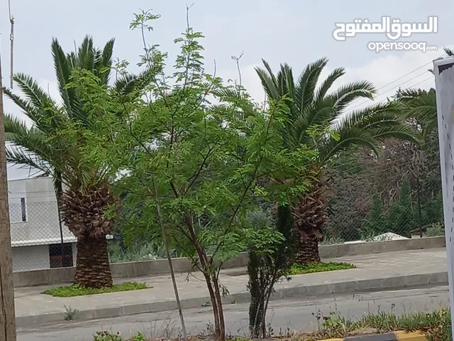 Residential Land for Sale in Amman Umm Al-Usoud