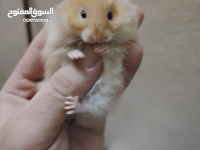 هامستر  عدد 4 للبيع