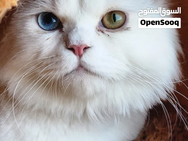 Cat Looking for a Loving Home