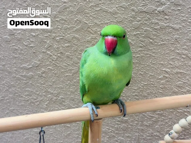 بيع ببغاء ذكر الوصف مهم