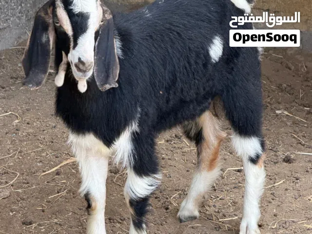 صخله وجدي للبيع