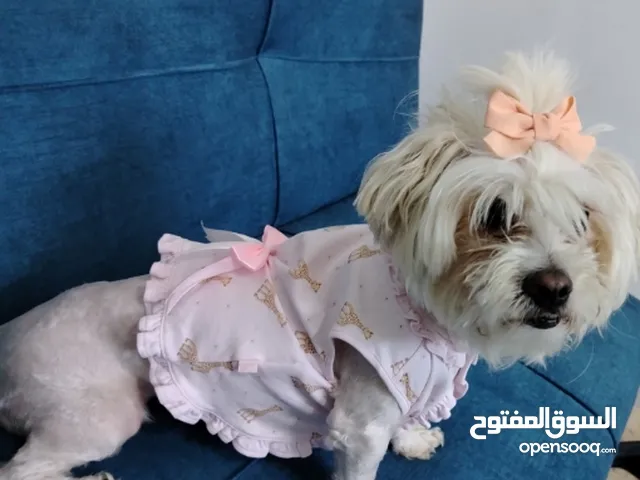 انثى مالتيز للبيع عمر سنتين احتمال تكون حامل