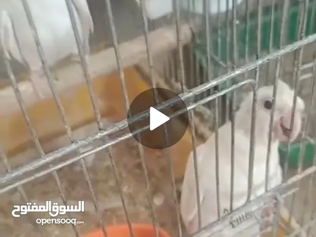 جوز كوكتيل البنيو مع فرخين عين حمرا