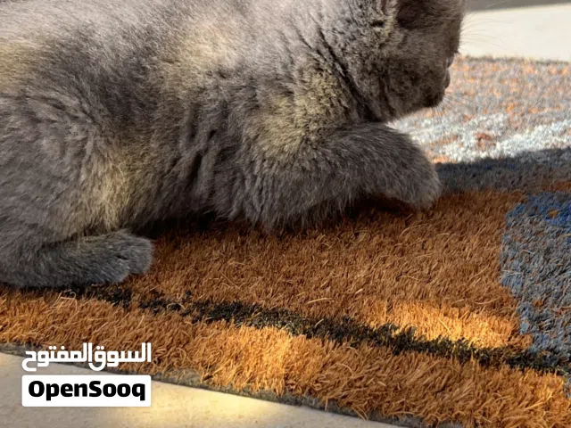 سكوتش ستريد