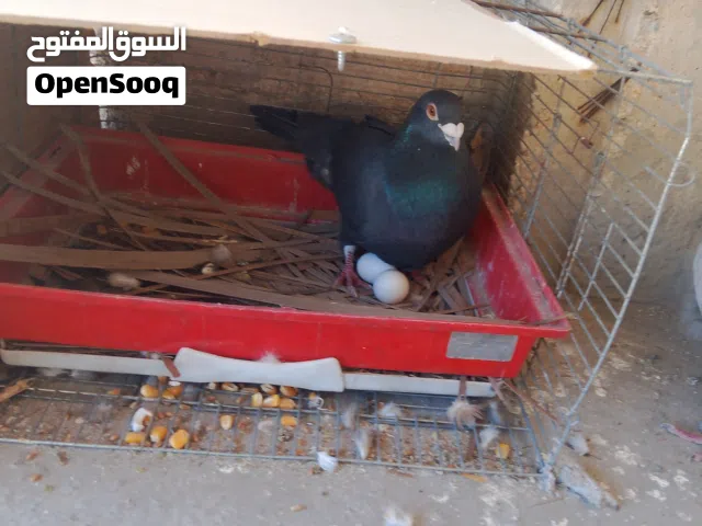 موجود كوم حمام زق للبيع المستعجل السعر علا الخاص