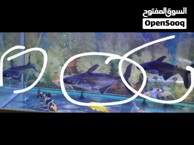 3 big black shark for sale