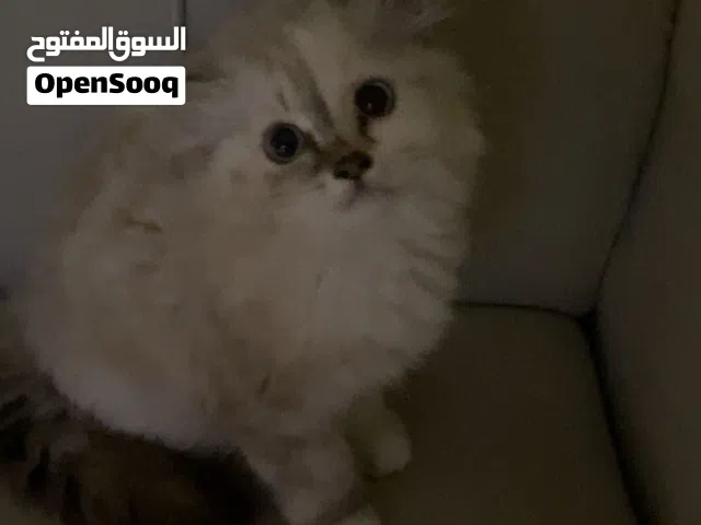 For sale a cat mix Shirazi and Hamalaya