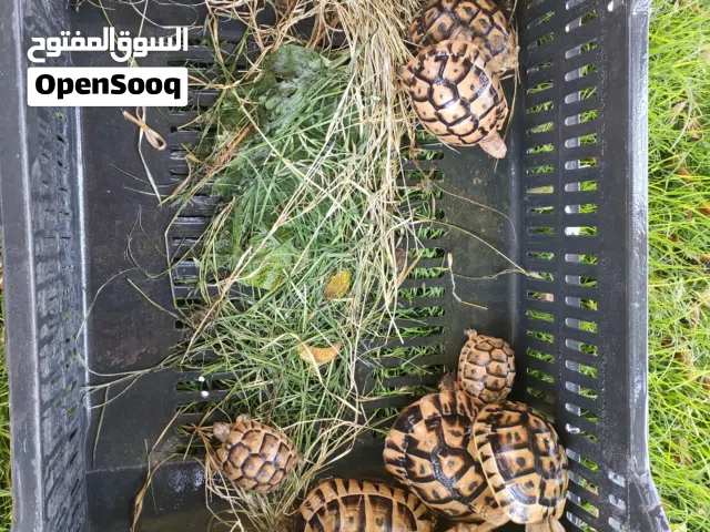 سلحفاة صغيرة