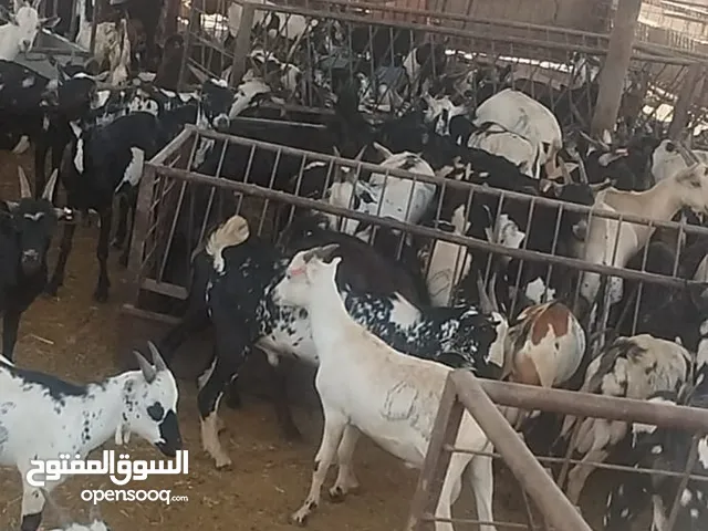 تيوس مرابي اليمن جذعان لحم فاخر