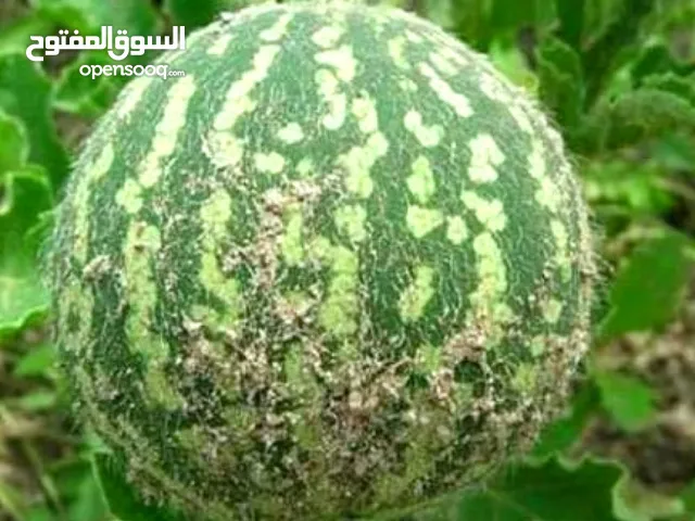 حنظل بلدي يابس لعلاج مفاصل الركبة والخشونة وشد الوجه وعلاج البواسير وللشعر
