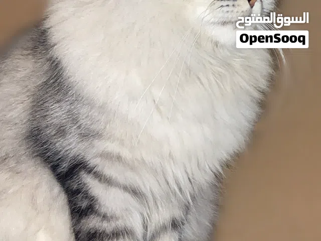 پشیکين شیرازی يين زۆر جوان بو  فرۆشتن ل دهوكئ