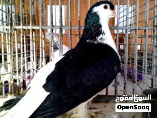 i need a male fancy pigeon