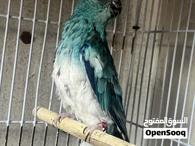 قول مشاء الله