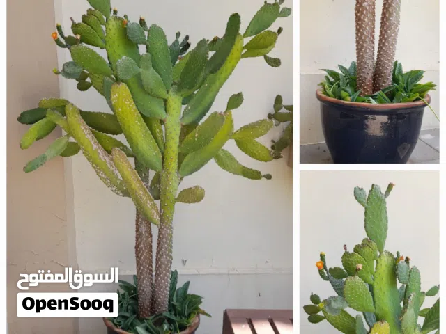 Stunning sculptural cactus in a beautiful ceramic pot