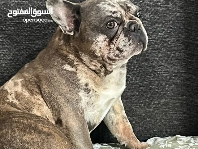 super sweet dog