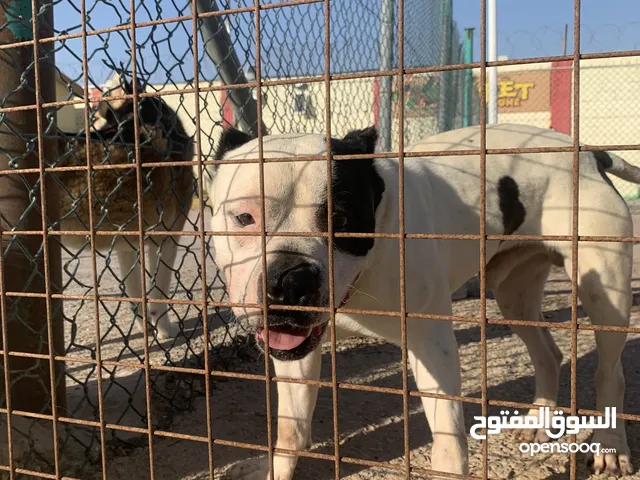 موقع #1 لبيع الكلاب في الأردن : كلب جيرمن شيبرد للبيع : هسكي : بيتبول : جرو  | السوق المفتوح