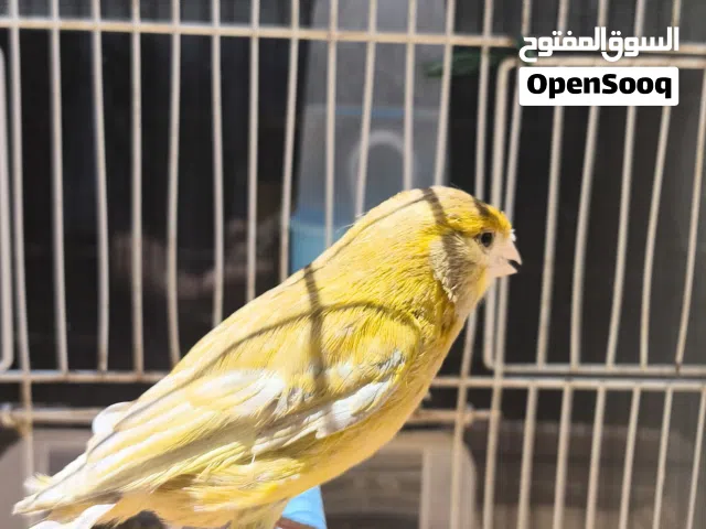 انتاية كناري أوروبيةً واتية ماشاء الله