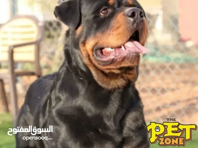 Train your dog