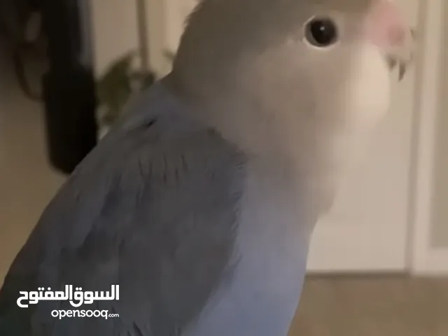 مطلوب روز صغير في العمر لون نفس الصورة