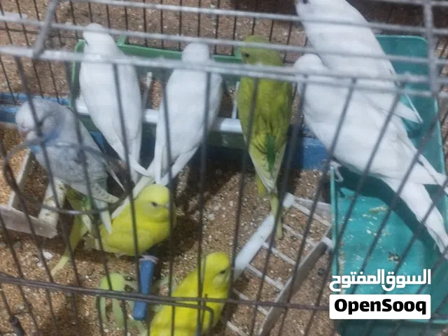طيور حب للبيع