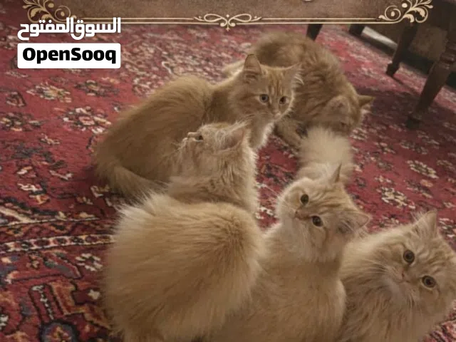 علان تبني قطط