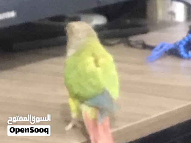 طار بغبغاء طار اليف