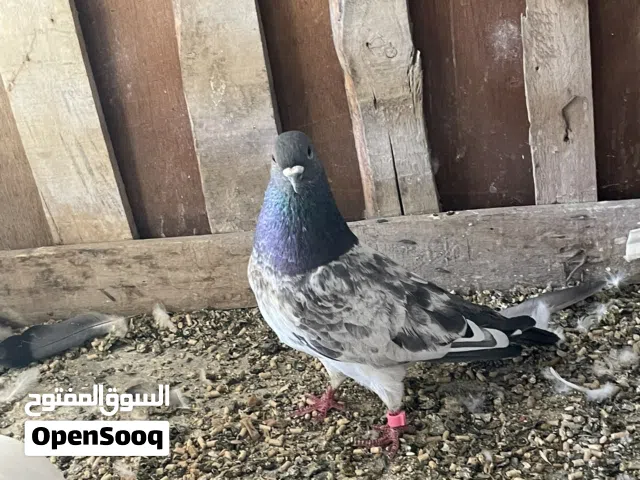 طيور للبيع طيور طيبه وقويه وحته بلصيف مطله من عدها افراخ