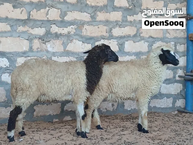 زوز فطايم وطنيات متع تمقريس
