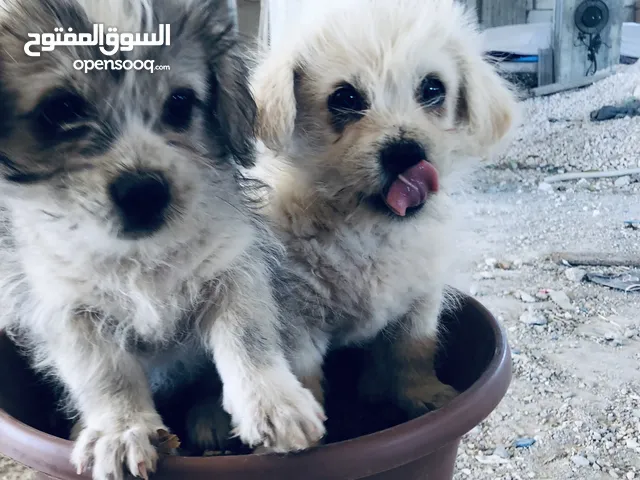 جروين تيرير عمر شهر الا ماخذين مطاعيم بصصحة ممتازه
