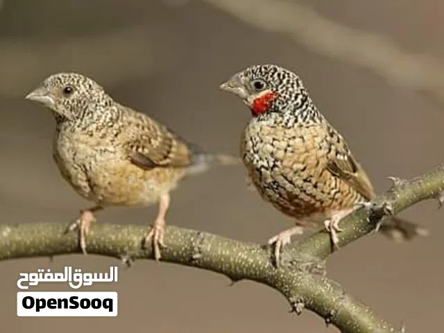 زوج مذبوح فنش مراوس