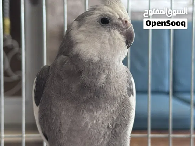 طائر كوكتيل وايت فيس ذكر